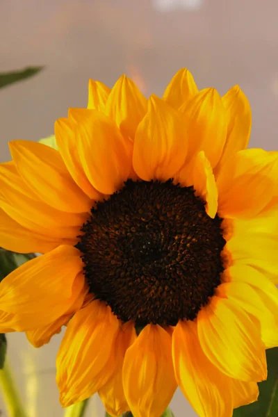 Shot Beautiful Bright Sunflower — Stock fotografie