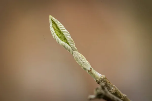 Une Vue Panoramique Une Pousse Feuilles Vertes Sur Fond Flou — Photo