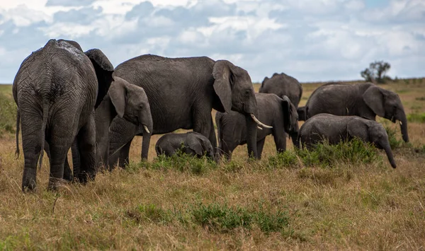 Herd Big African Elephants Walking Field Sunny Day — Stock Photo, Image