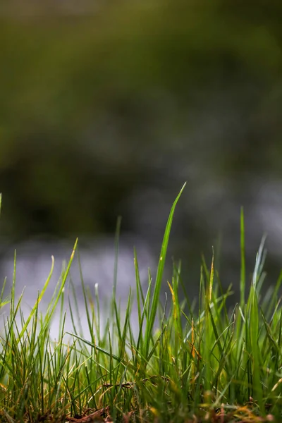 Eine Vertikale Nahaufnahme Von Gras Vor Verschwommenem Hintergrund — Stockfoto