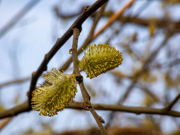 Pussy Willow Branch Focus Blue Sky — 스톡 사진