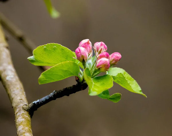 ピンクの花の芽のクローズアップショット — ストック写真