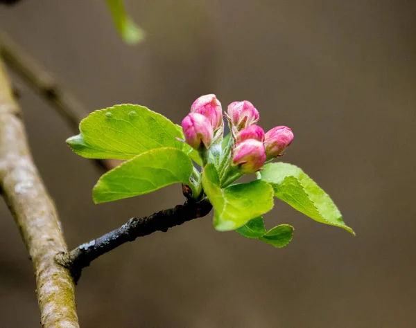 Primo Piano Bocciolo Fiori Rosa — Foto Stock