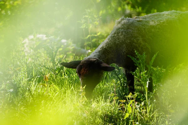 牧草地での黒い羊の放牧の選択的な焦点ショット — ストック写真