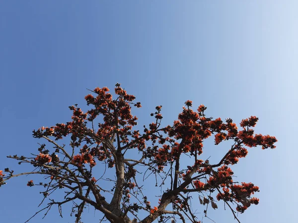 Nízký Úhel Pohledu Butea Monosperma Květy Kvetoucí Stromě Proti Modré — Stock fotografie