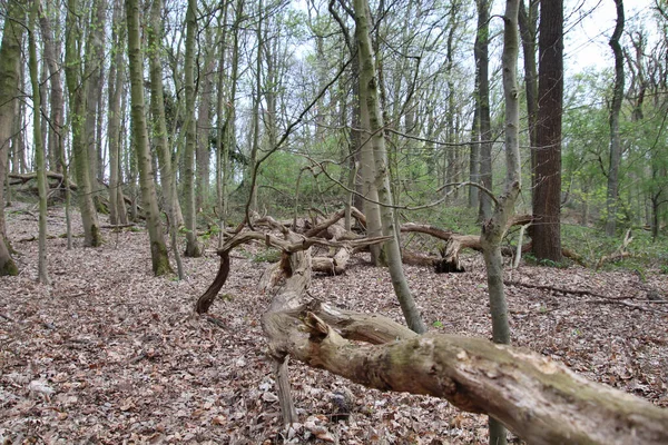 Primer Plano Las Raíces Árbol Viejo Bosque Con Hojas Caídas — Foto de Stock