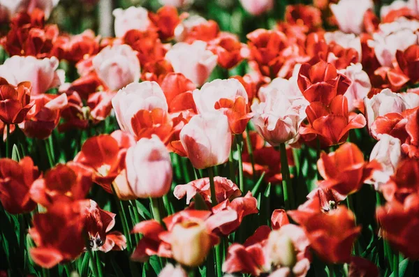 Крупним Планом Рожеві Червоні Тюльпани Вибраний Фокус — стокове фото