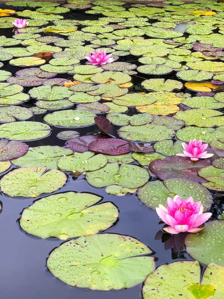 睡蓮を水面に咲かせます 密集して成長する睡蓮 ピンクの睡蓮 — ストック写真