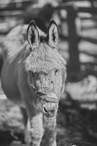 Grayscale Portrét Krásné Mezka Stojící Farmě Slunečného Dne Rozmazaným Pozadím — Stock fotografie