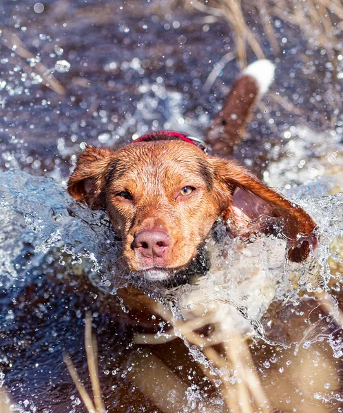 Hunting Beagle splashing through water with spray reflecting sun light in spring