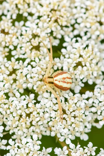 Uma Aranha Caranguejo Runcinia Grammica Camuflagem Uma Flor Branca — Fotografia de Stock