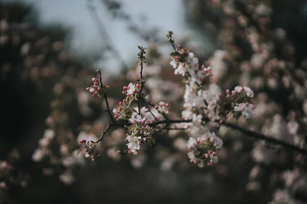 背景に花が咲く木の枝のクローズアップ — ストック写真