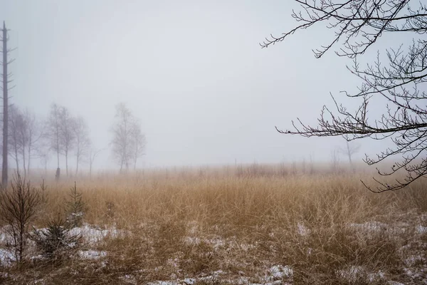Природний Краєвид Поля Сухою Травою Вкритий Легким Снігом Туманом Зверху — стокове фото