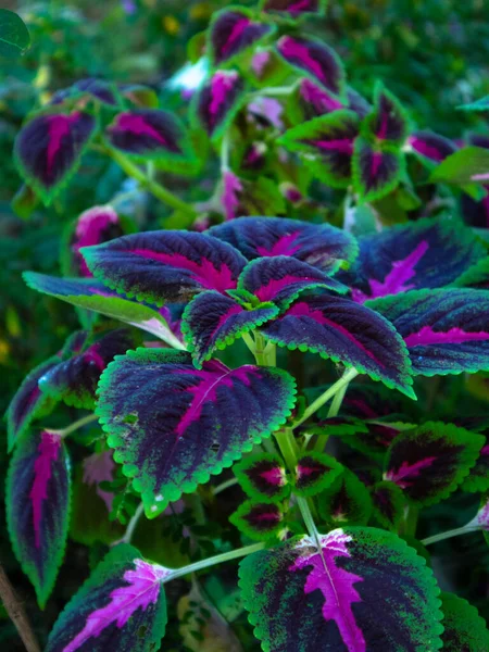 Eine Nahaufnahme Von Coleus — Stockfoto