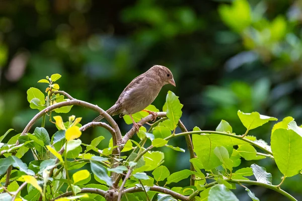 Sparrow Perched Garden Weeping Pussy Willow — Zdjęcie stockowe