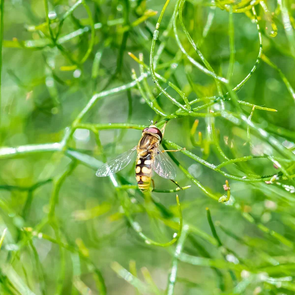 Hoverfly Hermoso Insecto Volando Sobre Fondo Verde —  Fotos de Stock