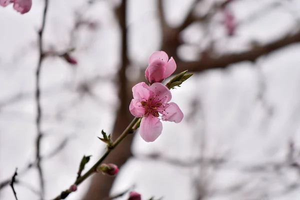 樱桃树花的特写 选定重点 — 图库照片