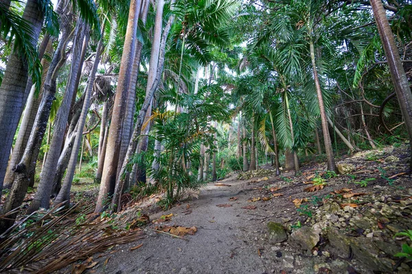 Een Schilderachtige Lage Hoek Van Hoge Palmbomen — Stockfoto