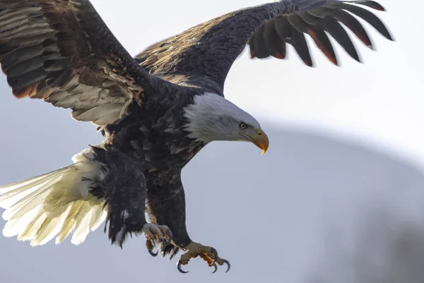 A closeup shot of Eagle landing