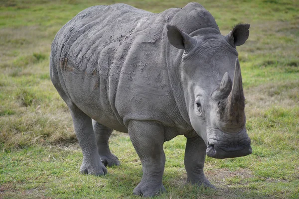 Une Vue Panoramique Rhinocéros Dans Zoo Plein Jour — Photo