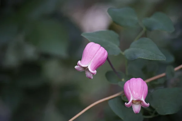 ピンクのスカーレットの花の美しいショット — ストック写真