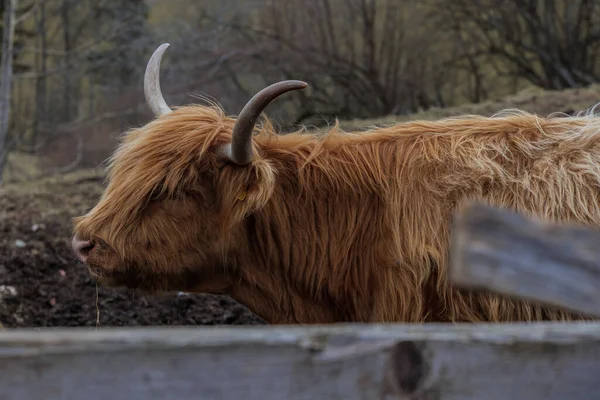 Zbliżenie Szkockiej Góralskiej Krowy Zewnątrz — Zdjęcie stockowe
