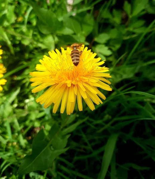 Dente Leone Ape Sulla Prima Primavera — Foto Stock