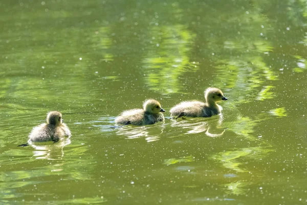 Ganso Canadá Con Polluelos Nadando Lago —  Fotos de Stock