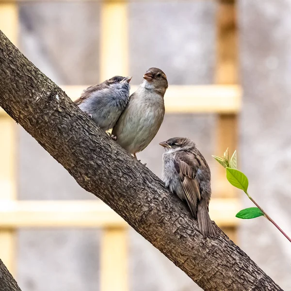 Gros Plan Moineau Bébé Mère Nourricière — Photo