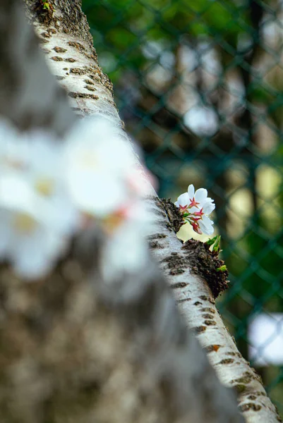 Függőleges Közelsége Gyönyörű Fehér Virágok Cseresznyevirág Szezon — Stock Fotó