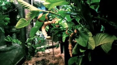 Yeşil yaprakların arasında bir dala asılı büyük bir sopa çekirgesi.