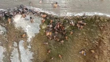 Arı kovanında bir sürü bal arısı