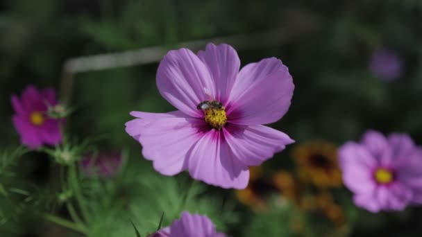 Espécies Ameaçadas Mel Abelha Coletando Néctar Jardim Rosa Cosmos Flor — Vídeo de Stock