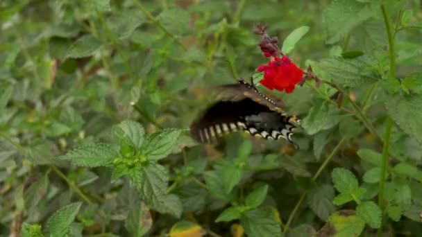 Gros Plan Beau Papillon Sur Une Fleur Dans Jardin — Video
