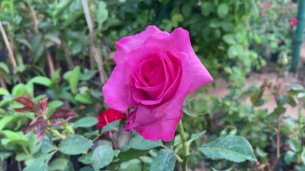 Крупный План Розовой Розы — стоковое видео