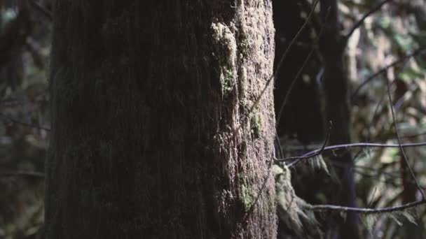 Вид Старое Высокое Дерево Парке Кэти Гроув Остров Ванкувер Британская — стоковое видео