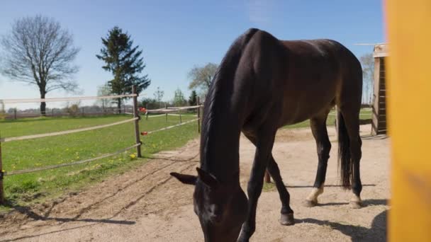 在荷兰德拉斯市的一个阳光明媚的日子里 一匹棕色的纯种马在农场里吃草 在蓝天下的地面上挂着阴影 这是一张特写镜头 — 图库视频影像