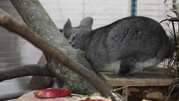 Closeup Gray Chinchilla Sniffing Wood Scratching Its Mouth Cage — Stock Video