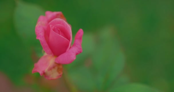 Крупним Планом Рожева Троянда Розквітає Саду — стокове відео