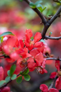 A beautiful shot of a blossoming tree