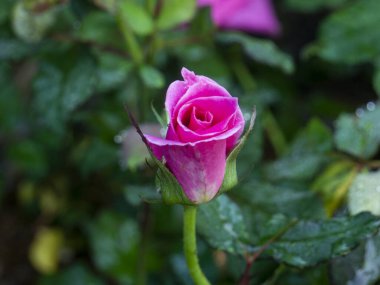 Bulanık yapraklı pembe gül çiçeği. Bahçede pembe gül