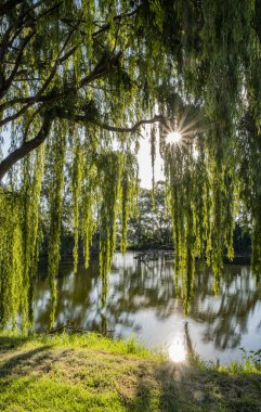 Ağlayan bir söğüt ağacının dikey görüntüsü. Gölün kenarından güneş ışınları geliyor.