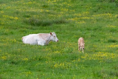 İnek ve bebek tarlada, sarı çiçekli bir buzağı
