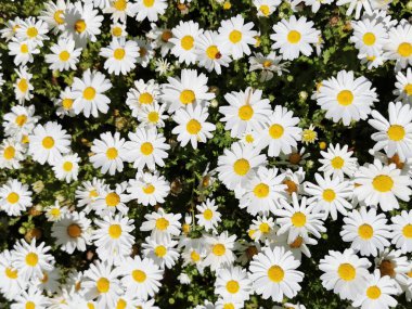 Botanik bahçesindeki güzel bir papatya manzarası.