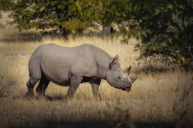 Ağaçların altında otların üzerinde yürüyen büyük bir gergedan.