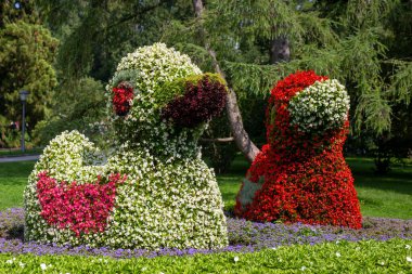 Çiçek ördekleri Constance Gölü 'ndeki Mainau adasında