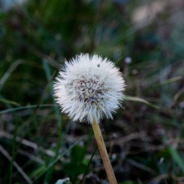 Gün ışığında bir karahindibanın yakın çekimi.
