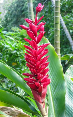 Bahçede yetişen Hawaii kızıl çiçeğinin dikey görüntüsü.
