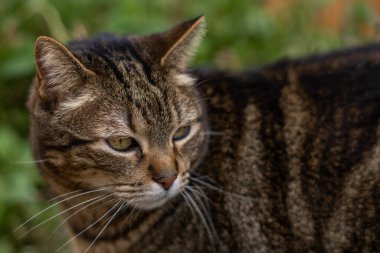 Kahverengi ve siyah kedilerin yakın plan görüntüleri tarlada yürüyen kameraya bakıyor