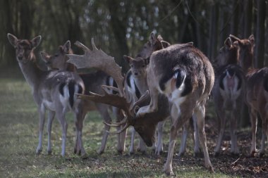 Ormanda bir grup geyik
